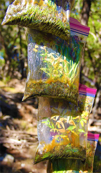 Reforest Fast Free And Fun!