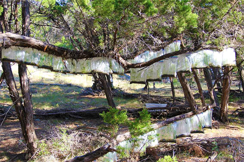 Beautiful Idea - Reforesting The World