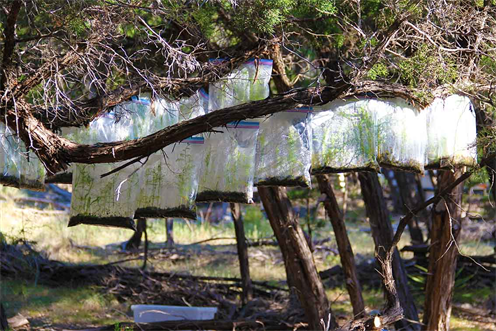 DAPACU Artist Agriculture