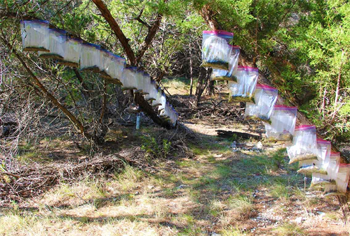 Austin Texas Agriculture Ideas