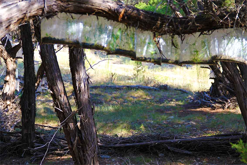 123 Reforesting The World