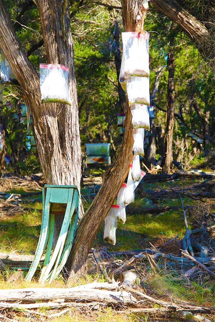 How To Reforest The Planet Super Fast?
Dapacu Explains How To Reforest Fast & Free.