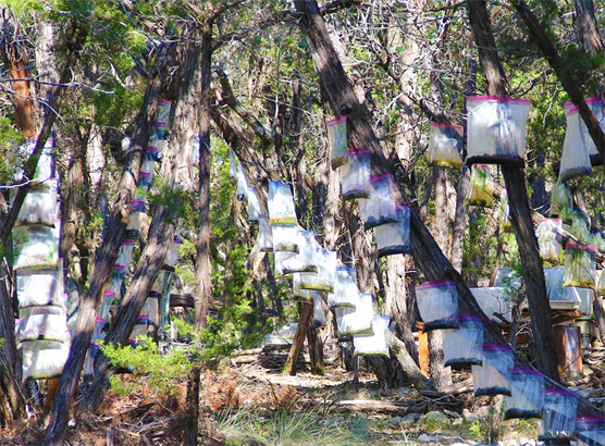 How To Reforest The World Fast?