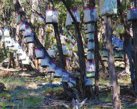Austin Tx Land Art Artist